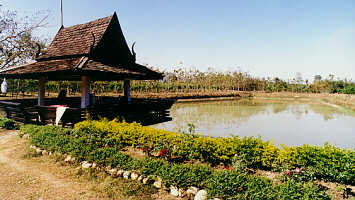 One of three Fish Ponds at Paradise Farm Chiang Rai  (19.1 K)