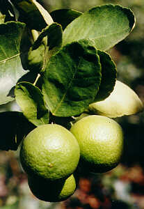 Limes from Paradise Farm Chiang Rai, North Thailand  (13.1 K)