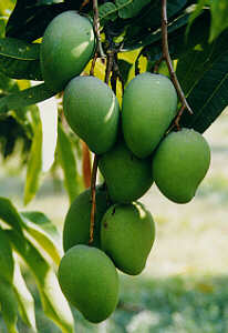 Mangos from Paradise Farm Chiang Rai, North Thailand  (12.3 K)