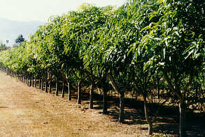 Mango Trees on Paradise Farm Chiang Rai  (21.0 K)