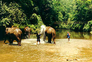 Elefanten-Camp am Ping River in der Provinz Chiang Mai, Nord-Thailand.