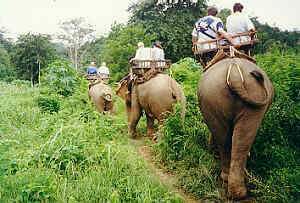 Auf Elefanten-Safari bei Mae Hong Sorn in Nord-Thailand  (17.5 K)
