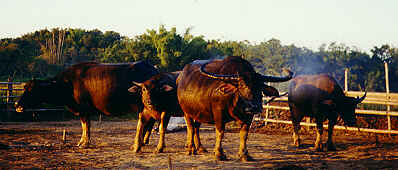 Buffalo, Ban Doi Ngam, Chiang Saen, Chiang Rai (14.9 K)