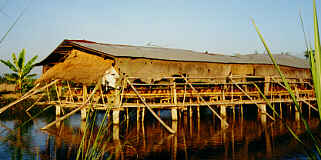 Chicken farm, Ban Doi Ngam, Chiang Saen, Chiang Rai (11.7 K)