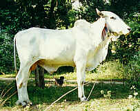 Thai cow (9.3 K)
