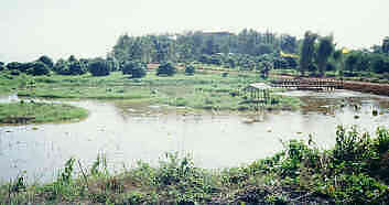 Ko Mae Mai, Ban Nong Nam, Chiang Saen, Bild 1 (10.3 K)