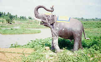 Ko Mae Mai, Ban Nong Nam, Chiang Saen, Bild 2  (9.3 K)